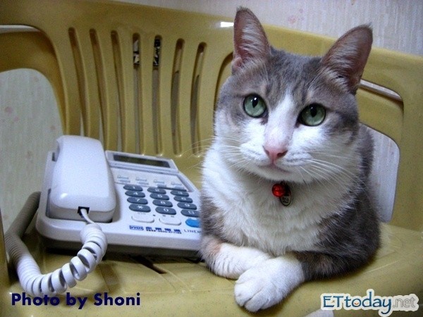 科猫苹果版下载(苹果怎么下载kuai猫)-第3张图片-有道翻译官网